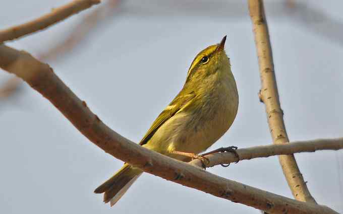 可爱好动的黄腰柳莺（组图）