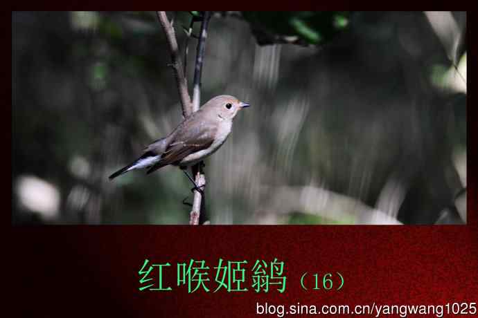 红喉姬鹟（16）