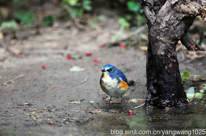 雄性红胁蓝尾鸲（13）