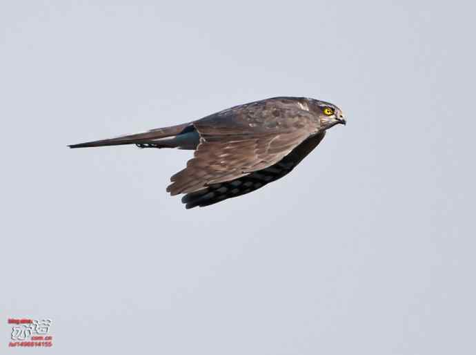 北京西山&nbsp;wbr路&nbsp;wbr金秋观猛