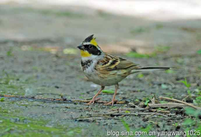 黄喉鹀（3）