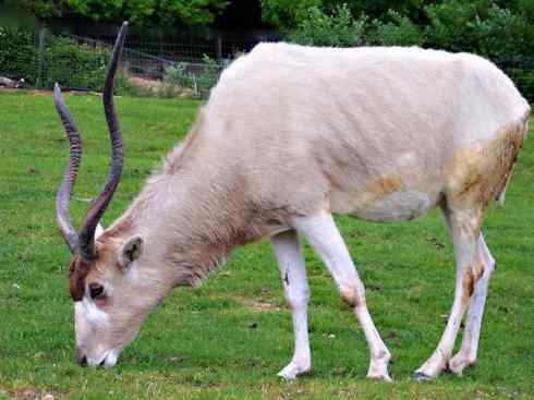 麒麟：传说的兽原型探秘（马羚）