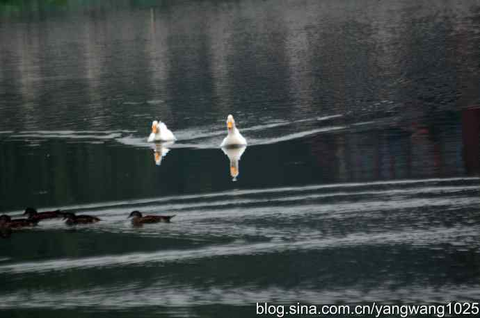 小鸳鸯与大白鸭