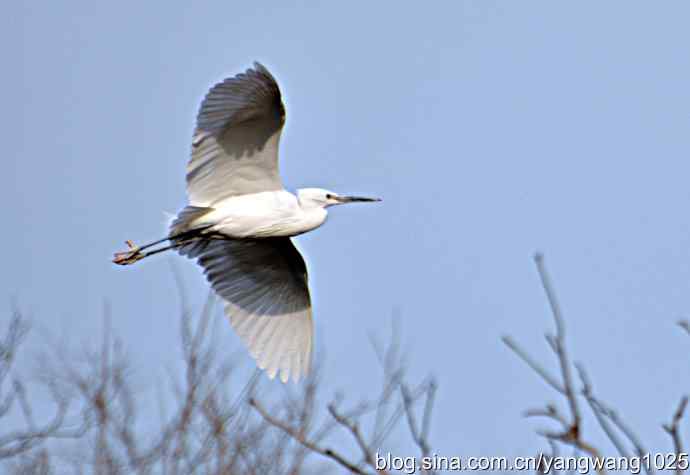 又见白鹭飞 wbr wbr1