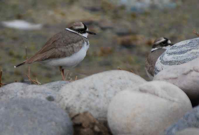 快乐打鸟 wbr wbr呼呼捏丫