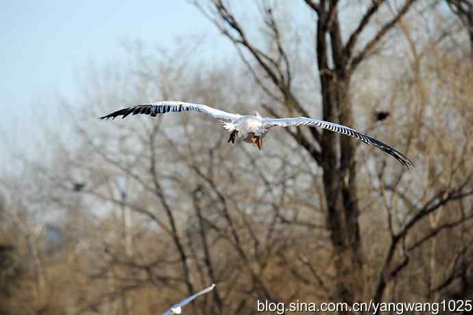 鹈鹕(大白)飞去 鹈鹕(大白)飞去