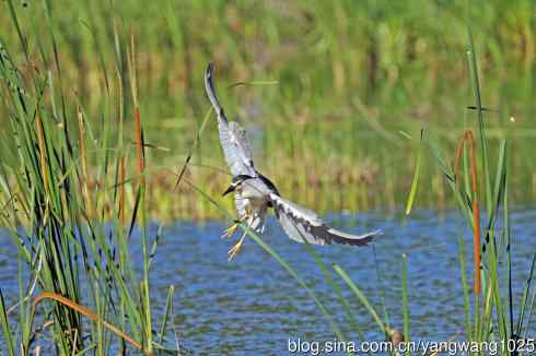北京将府公园的鸟类——寻鱼的夜鹭（4）