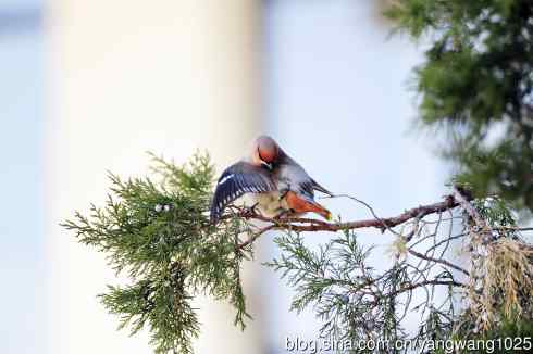 美吗?（太平鸟梳理篇）2