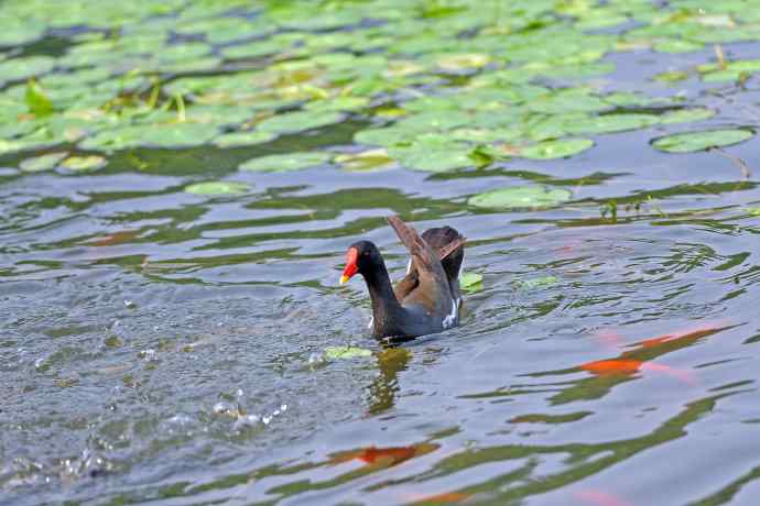 北京将府公园的鸟类——黑水鸡