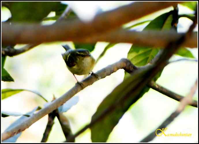 天冷了，鸟越来越少！【照片】