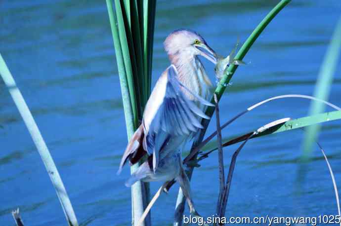 捕鱼的黄苇鳽（记实）5