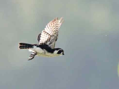 鸟类之最：小隼