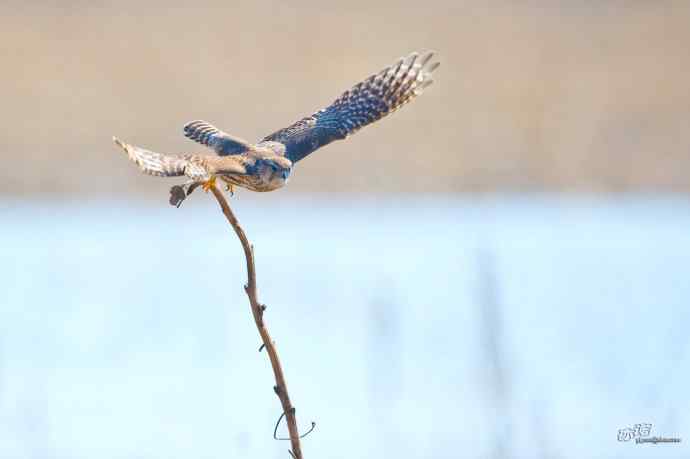 【野鸭湖的鸟】灰背隼