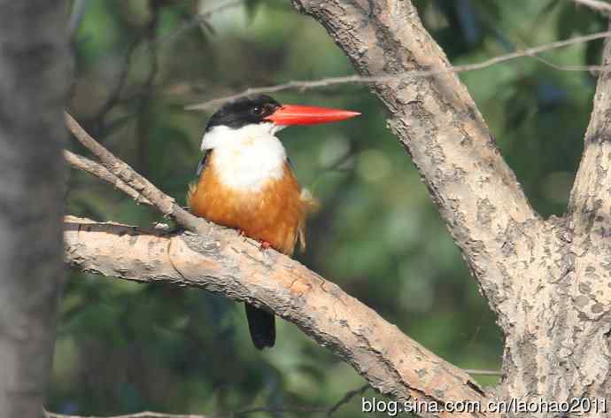 蓝矶鸫、蓝翡翠