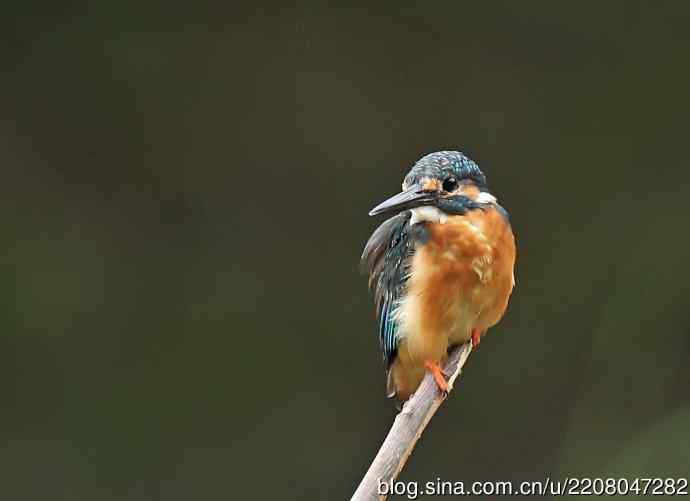 224.可爱小翠---翠鸟之吻