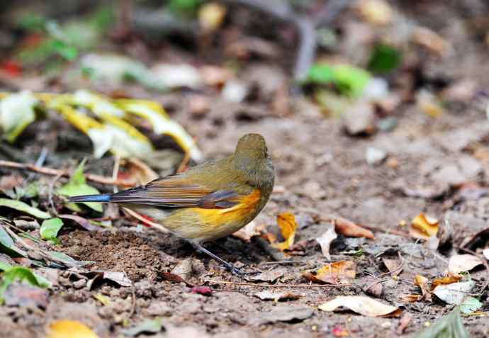 雌性红胁蓝尾鸲（6）