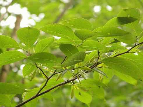 鱼类活化石：匙吻鲟科