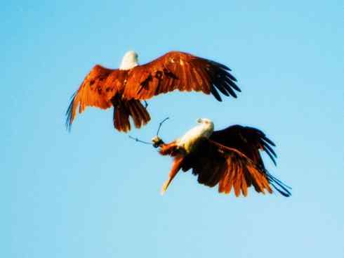 白头鸟系列：另类的美丽12