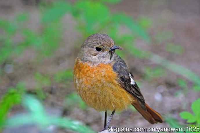 折断下嘴的鸟儿（雌性北红尾鸲）