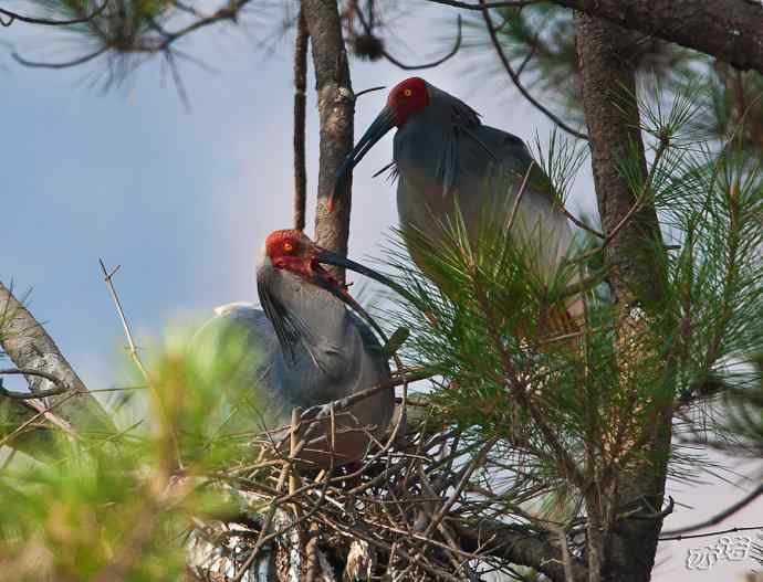 朱鹮&nbsp;wbr路&nbsp;wbr吉祥之鸟