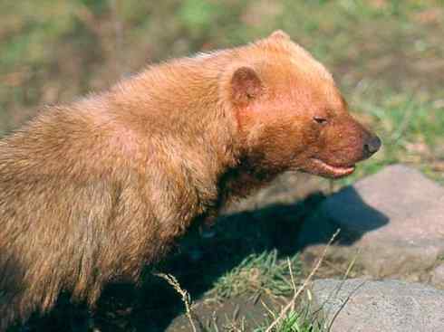 犬科：薮犬亚科薮犬属之薮犬
