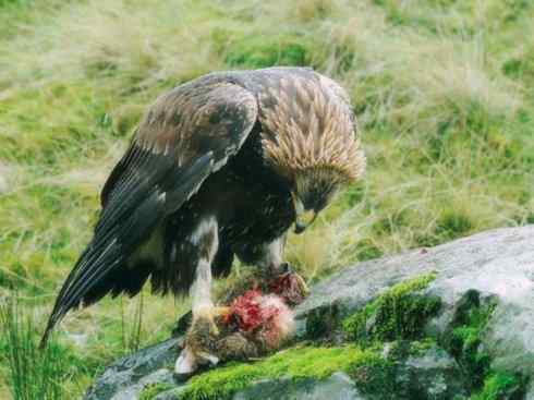 家禽驯化之源之六