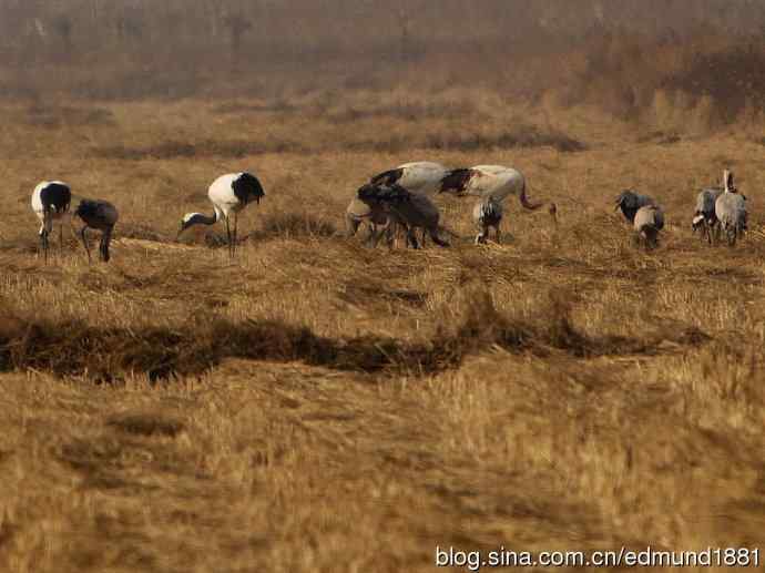 野外的珍禽丹顶鹤-穷人大炮及望远镜拍摄
