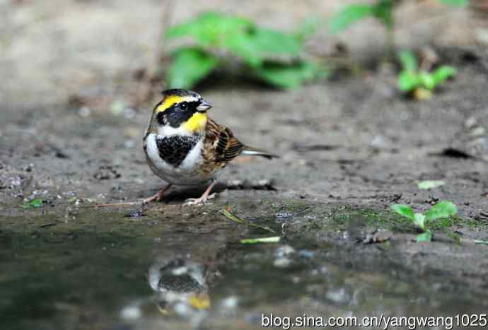 雄性黄喉鹀（3）