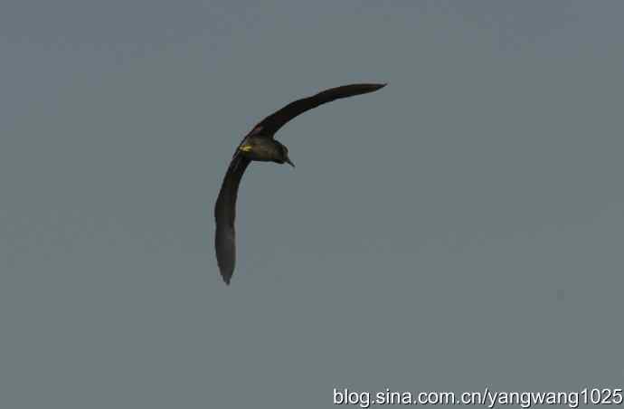 飞(夜鹭) wbr6 飞(夜鹭) wbr6