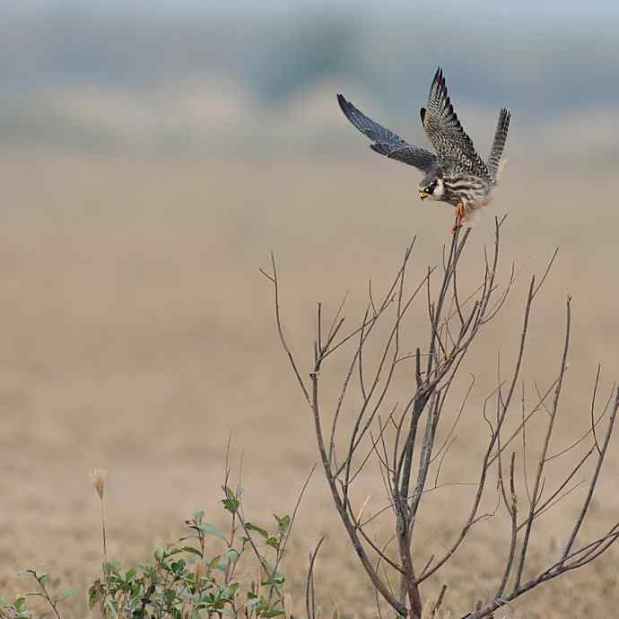 野鸭湖闹枝的小隼