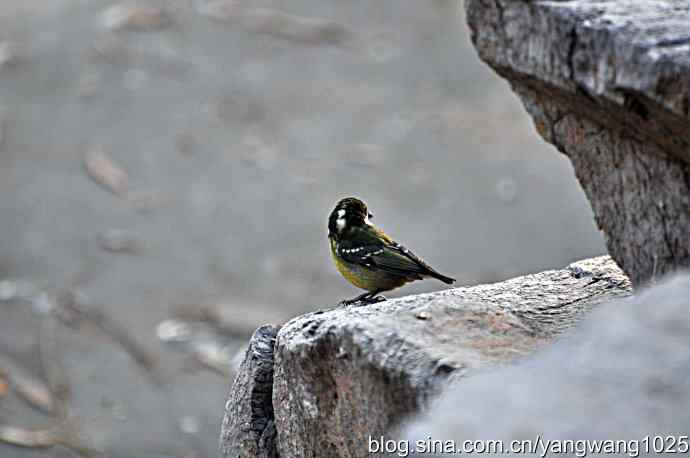吃松子的小鸟 吃松子的小鸟