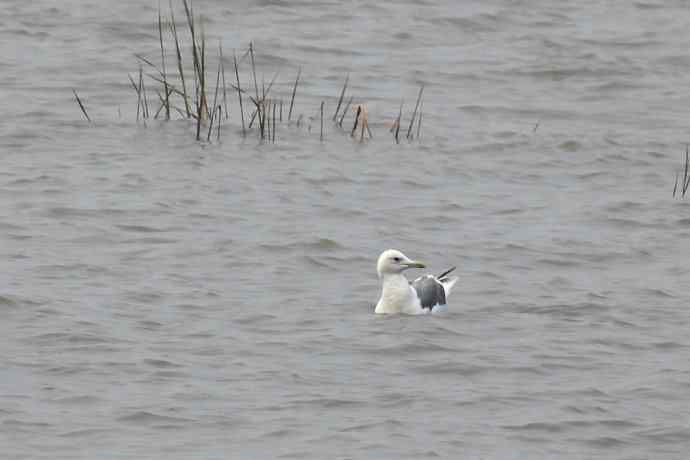 摄鸟拾趣（二十四） wbr wbr黄脚(银)鸥
