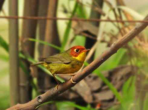 美丽无罪：雀鸟之地莺