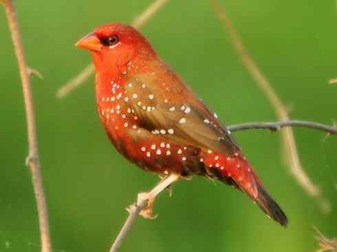 极品红色鸟类：红梅花雀