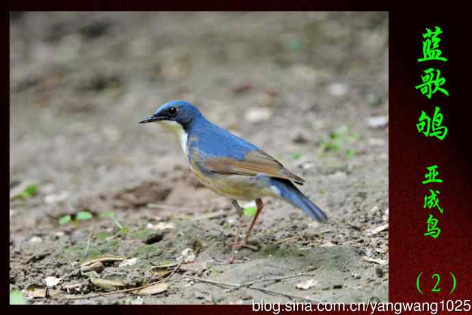 蓝歌鸲（亚成鸟）2