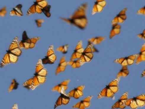 自然奇观：动物大迁徙(帝王蝶）