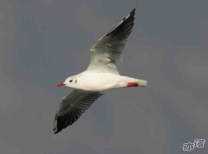 官厅水库&nbsp;wbr路&nbsp;wbr飞行的鸟儿