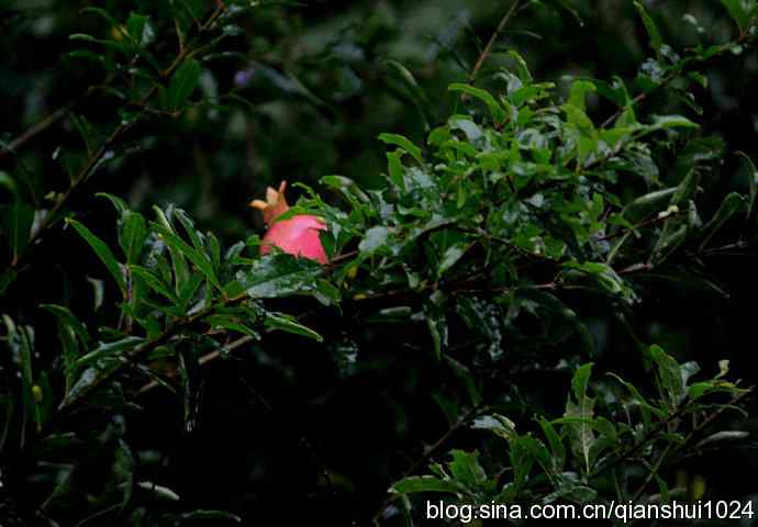 两只黑尾鸥(水禽湖)