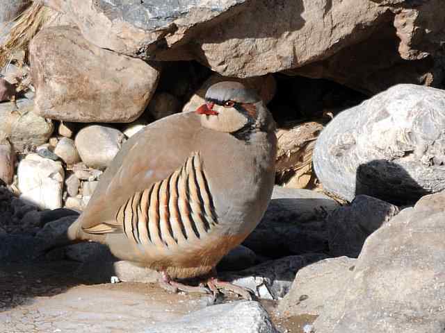 石鸡 wbr. wbr时机