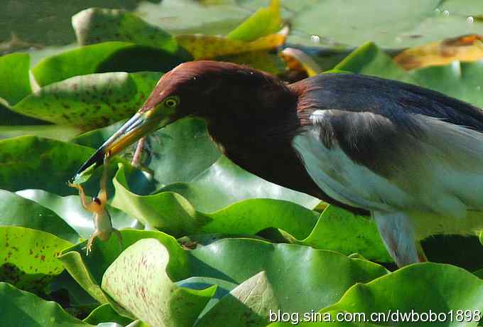 池鹭吃青蛙