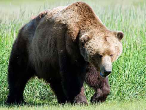 盘点十二大著名食蚁动物:懒熊 盘点十二大著名食蚁动物:懒熊