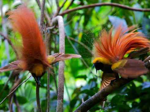 美丽无罪:雀鸟之极乐鸟 美丽无罪:雀鸟之极乐鸟