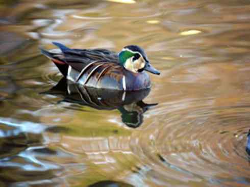 雁鸭之最之六（丑鸭、秋沙鸭、花脸鸭、针尾鸭）