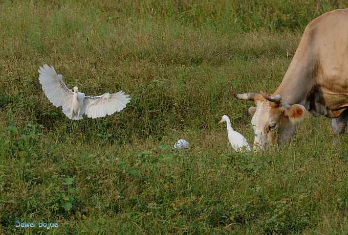 牛鹭两相伴 wbr景鸟一镜收 牛鹭两相伴 wbr景鸟一镜收