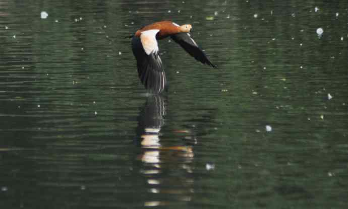 飞(赤麻鸭)1 飞(赤麻鸭)1