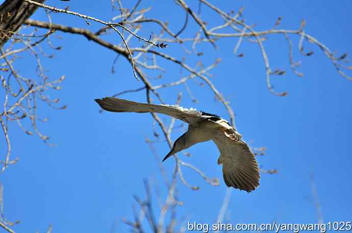 飞(夜鹭)3 飞(夜鹭)3