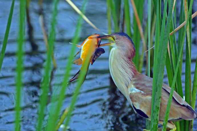 捕鱼的黄苇鳽（1）