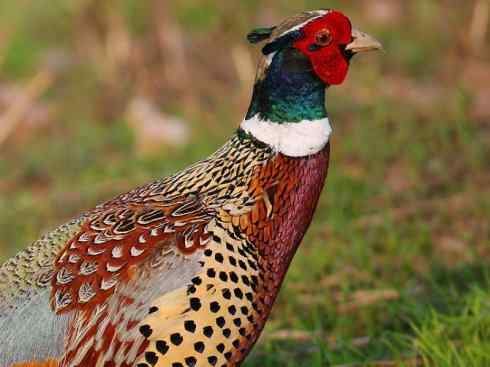 凤凰：传说的鸟原型探秘（雉鸡）