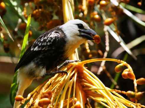白头鸟系列：另类的美丽4