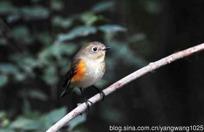 雌性红胁蓝尾鸲（45）